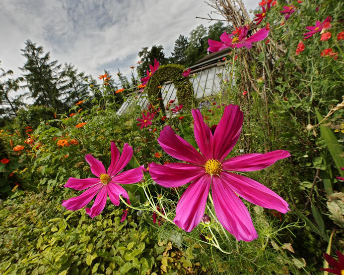 Blumen auf der Wiese im Botanischen Garten